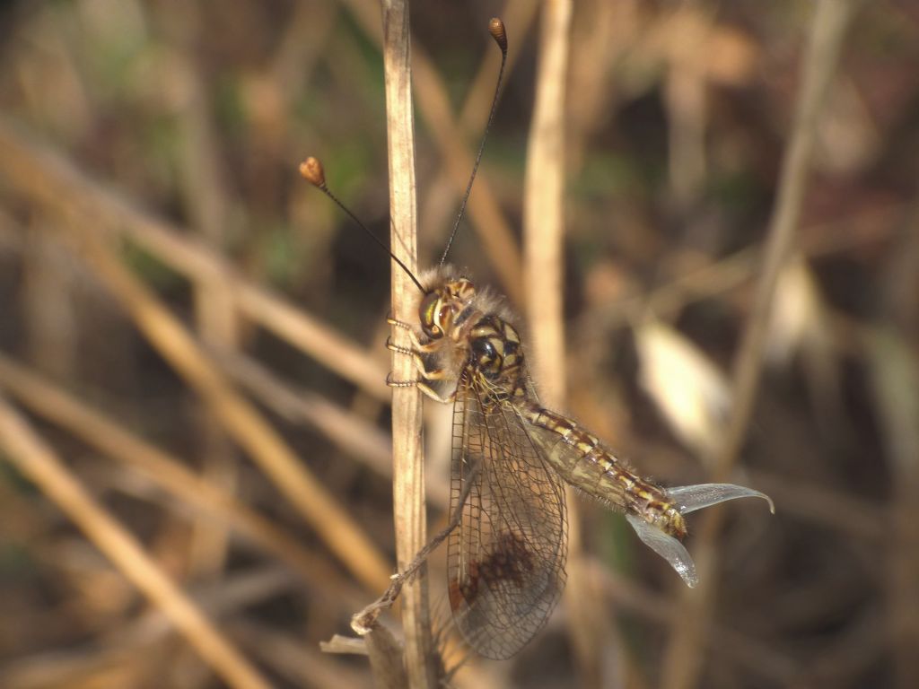 Ascalaphidae:  Deleproctophylla australis